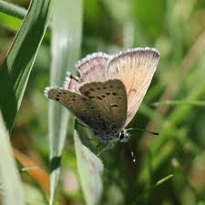 Image result for Swertia pleurogynoides