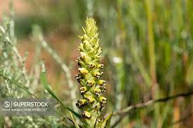 Image result for Corycium