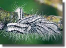 Sommaire origine de la chenille processionnaire chenille processionnaire du chêne chenille processionnaire du pin. Biologie Reproduction Et Cycle De La Processionnaire Du Chene France Chenilles