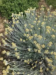 Image result for Helichrysum kirkii