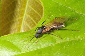 The precise definition of the taxon insecta and the equivalent english name insect varies; Who Let The Bugs Out Purdue Entomology Insect Collect Supplies Specimen Mounting Identifying Displaying Preserve Labels