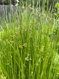 Image result for Juncus effusus