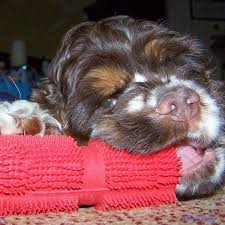 Let stand for ten minutes, then rinse thoroughly and air dry. Is Parvo Airborne Top 5 Myths About Parvo In Dogs
