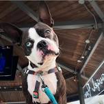 CAFE EVENT: Yappy Hour - Yorkie