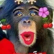 pin on monkeys