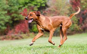 Download and use rhodesian ridgeback stock photos for free. Rhodesian Ridgeback Steckbrief Charakter Wesen Und Haltung