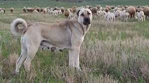 To discuss it, please visit the nomination page. Kangal Shepherd Dog Anatolian Bosky S Kennel India Facebook