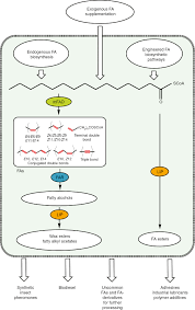The aim of this paper is to highlight how the adoption of a more ecological approach, in which the actions and interactions of the component. Biotechnological Potential Of Insect Fatty Acid Modifying Enzymes