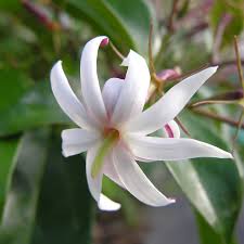 Image result for Jasminum grandiflorum