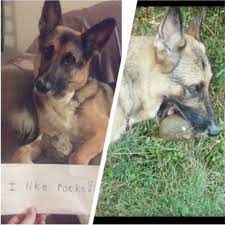 Obsessed With Rocks Dogshaming