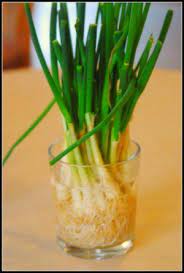 Regrow Scallions In A Cup Of Water Herbs Food Food Hacks