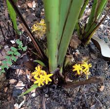 Image result for Curculigo latifolia