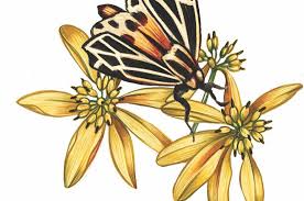 Hours may change under current circumstances Planting For Pollinators
