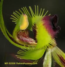 Close Up Of Arachnorchis Lobata Synonym Caladenia Lobata Orchids Types Of Orchids Orchid Flower