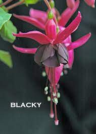 The British Fuchsia Society Fuchsia Flower Fuchsia Flowers Fuchsia Plant