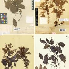 Image result for Millettia xylocarpa