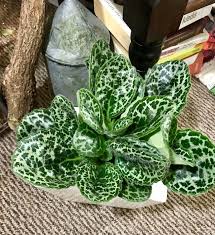 Image result for Streptocarpus leptopus