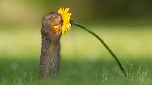 Harda 'sin h y en diminutivo') a ciertas especies de roedores esciuromorfos de la familia sciuridae, entre las que se encuentran: Un Fotografo Capturo El Curioso Momento En Que Esta Ardilla Para A Oler Una Flor Video Cnn