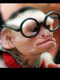 Believe It Or Not Its A Monkey Dressed Up Funny Monkey Pictures Monkeys Funny Funny Happy Birthday Pictures