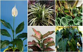 However, they don't appear in low light conditions. 20 Plants That Grow Without Sunlight Garden Lovers Club