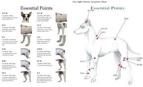 canine acupressure charts acupressure points chart