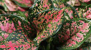 I have never see it. Plant Profile How To Care For Aglaonema Planet Houseplant
