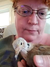 Domestic dove feeder suggestions for balcony