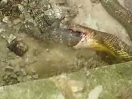 Saksikan video ini sampai habis #bunyiular #suaratedungselar. Ular Tedung Selar Makan Biawak Youtube