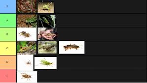 They are very good at hiding throughout the day and come out from their hideouts at night to hunt their prey. The Orthoptera Grasshopper Cricket And Katydid Tier List Tierzoo