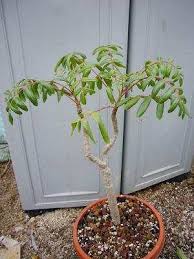 Image result for Erythrophysa