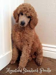 Poodle Puppy Standard Poodle Puppies For Sale Apricot Standard Poodle