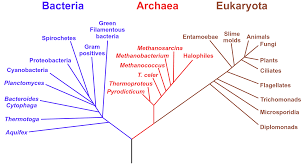 Cells for plants and animals are eukaryotic. Prokaryotes Bacteria Archaea Organismal Biology