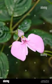 Image result for Impatiens apiculata