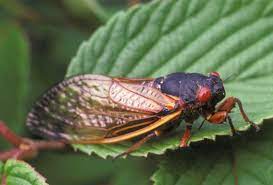 Check spelling or type a new query. A Huge Cicada Swarm Is About To Emerge In Northeast Ohio And You Can Help Track It On An App Scene And Heard Scene S News Blog
