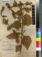 Image result for Kosteletzkya grantii