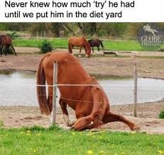 The Grass Is Always Greener On The Other Side Meme Pin By Summerside Tack Equestrian W On Everything Equestrian Funny Horse Pictures Funny Horses Funny Horse Memes