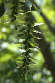 Image result for Nicolasia stenoptera