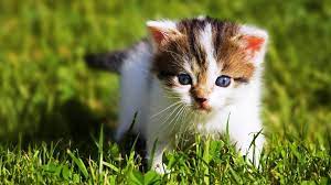 Animal Wallpaper Pet Birds Cute Animals