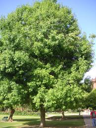 Image result for Fraxinus velutina
