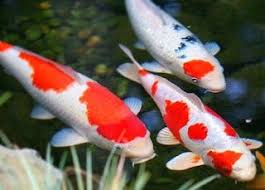 Cara Budidaya Ikan Koi Dalam Kolam Terpal Gambar Hewan Ikan Gambar