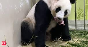 The giant panda forest will open at 10.30am on 5 & 30 august, 20 september and 11 october 2021 due to. Notog3wjug52mm