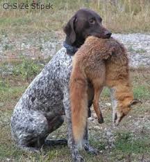 Image result for německý ohař krátkosrstý