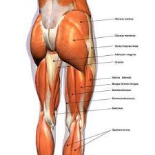 Iliacus, psoas major, and psoas minor. Muscles In The Leg Joi Jacksonville Orthopaedic Institute