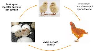 Penetasan dengan cara tradisional dengan dierami induk, akan lebih banyak mengalami kegagalan. Daur Hidup Hewan Ayam