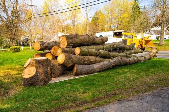 Tree cleanup service removing branches and debris