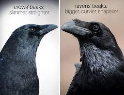 Ravens and crows are both corvids, and thus related birds, but there are a number of ways to tell them apart. Ravens Vs Crows They Are Not The Same Owlcation