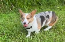 Blue merle corgi is pure pembroke