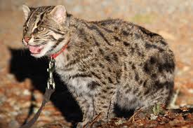 Bandhu's all grown up