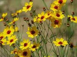 Growing Coreopsis How To Care For Coreopsis Flowers Pollinator Garden Coreopsis Flower Planting Flowers