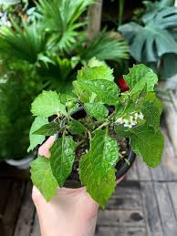 Image result for Physalis angulata